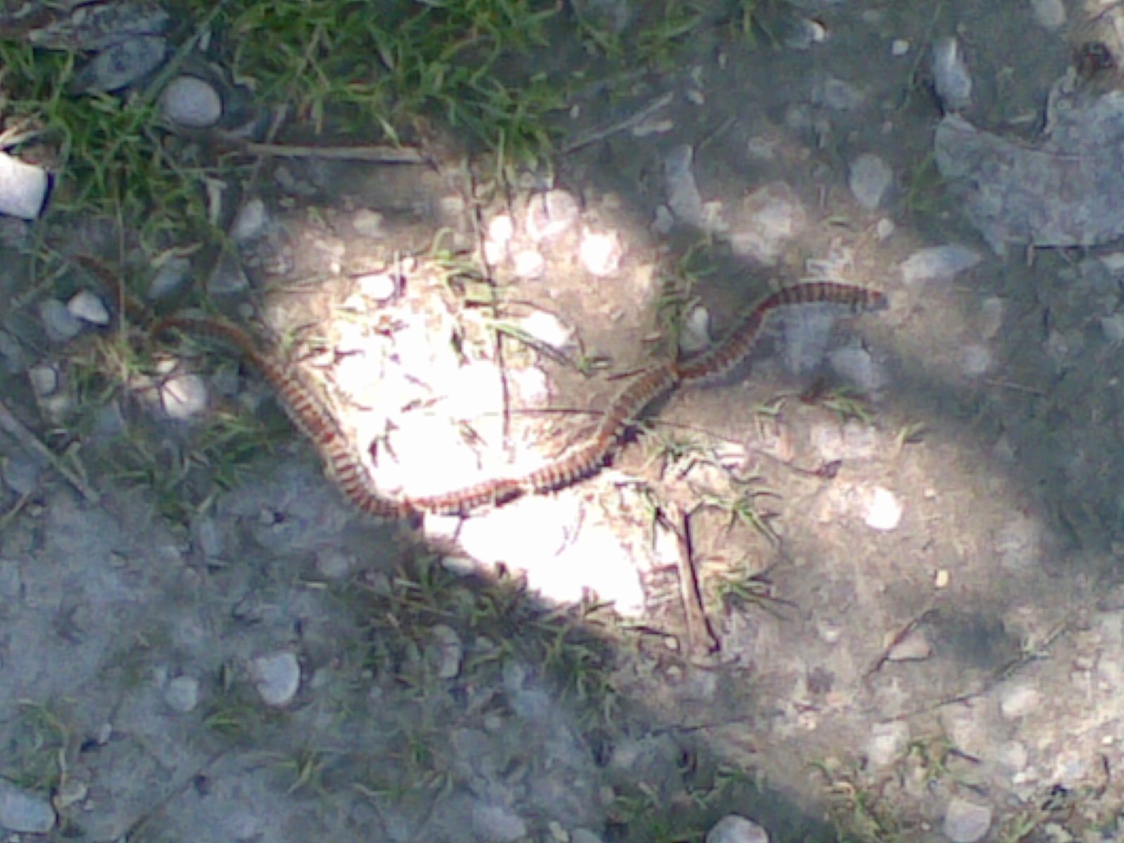 catene di bruchi nel mio giardino...chi sono??
